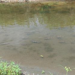 琵琶湖流入河川で釣りまくる